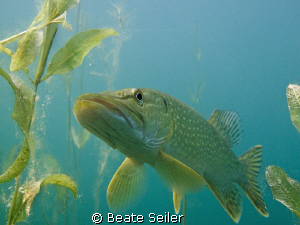 Northern pike , taken with Canon G10 by Beate Seiler 